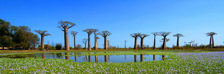 Tours to Madagascar