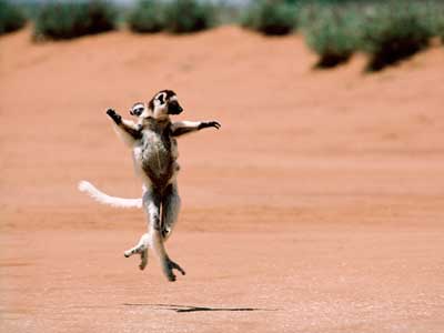 Lemurs in Madagascar