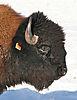 bison_head1.jpg