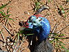 hunting-guineafowl-06.JPG