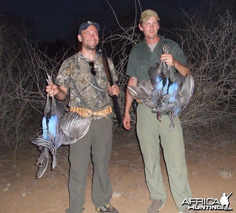 Vulturine Guineafowl Kenya Wingshooting