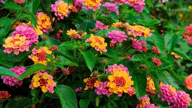 Close-up of pink, yellow, and orange lantanas and their green leaves