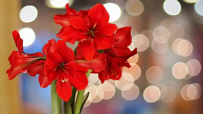 Red Amaryllis flowers with natural bokeh background