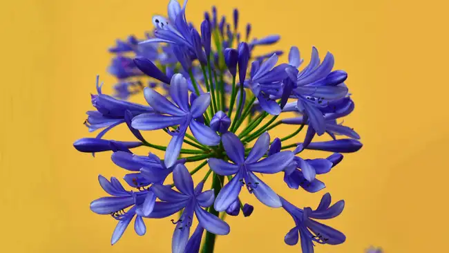 African blue lily flower on a bright yellow background