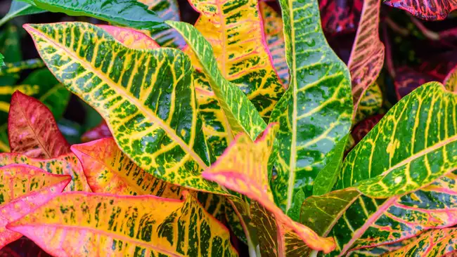 Codiaeum variegatum (Croton, Variegated Laurel, Garden Croton, Orange Jessamine) ; An outstanding colorful, multicolor and shapes of leaves textures. Ornamental plants. close up, natural sunlight.