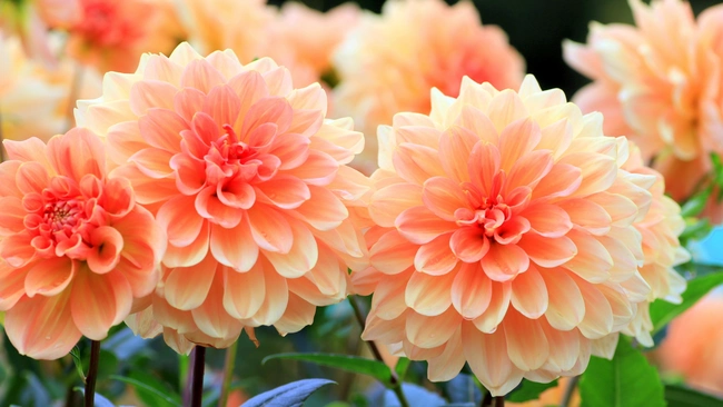 pink giant dahlia flowers