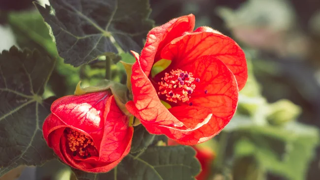 Abutilon flowers is large genus of flowering plants in the mallow family. Common names include Indian mallow and velvetleaf; ornamental varieties may be known as room maple, parlor or flowering maple.