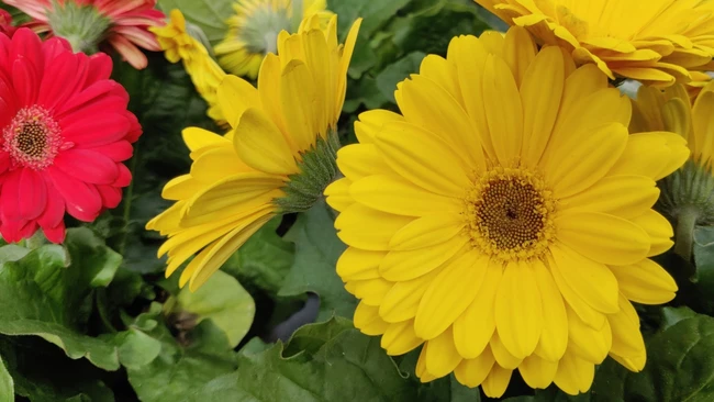 Gerbera Daisy in Bloom