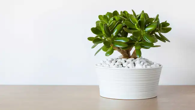 houseplant Crassula ovata jade plant money tree in white pot