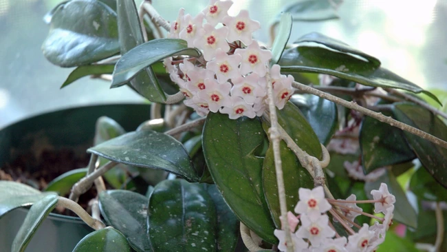 Hoya plant