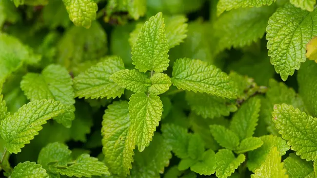 Lemon balm from our garden