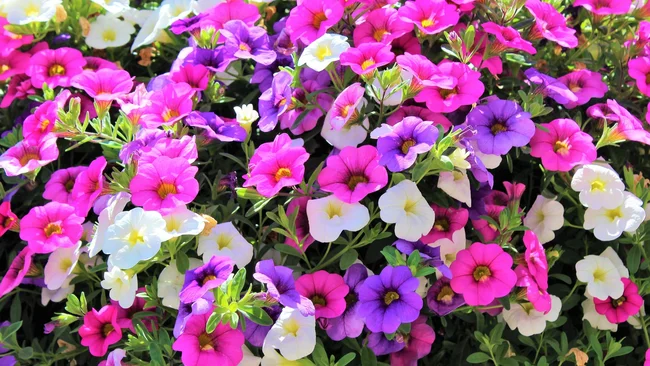 Million Bells bloom in multiple colors in a hanging basket