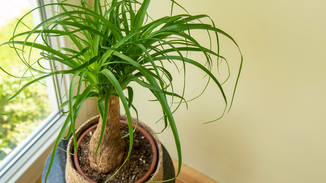 Poneytail palm indoors by a window. The Beaucarnea Recurvata, also known as Ponytail Palm, or Nolina is a houseplant with a swollen thick brown stem and the long narrow curly, green leaves flow up from this base.