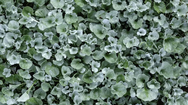 Silver nickel vine (binomial name: Dichondra argentea 'Silver Falls'), also known as silver ponysfoot, with morning dew, for decoration or background with motifs of gardening, horticulture, and summer