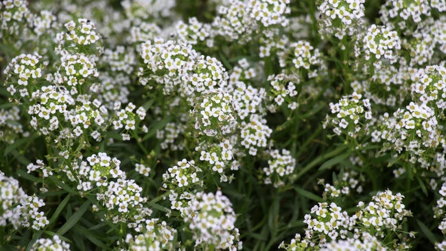 Sweet Alyssum Plants