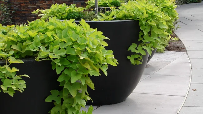 Sweet Potato Vine in containers