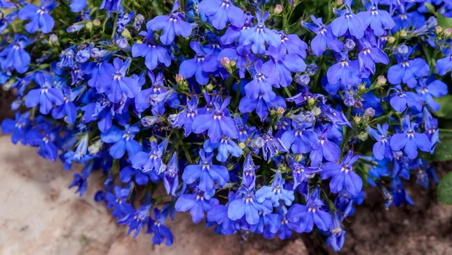 Edging Lobelia., Trailing Lobelia, (Lobelia erinus) in garden, Moscow region, Russia