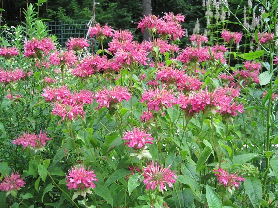 beebalm.jpg