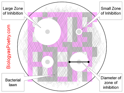 Zone of Inhibition