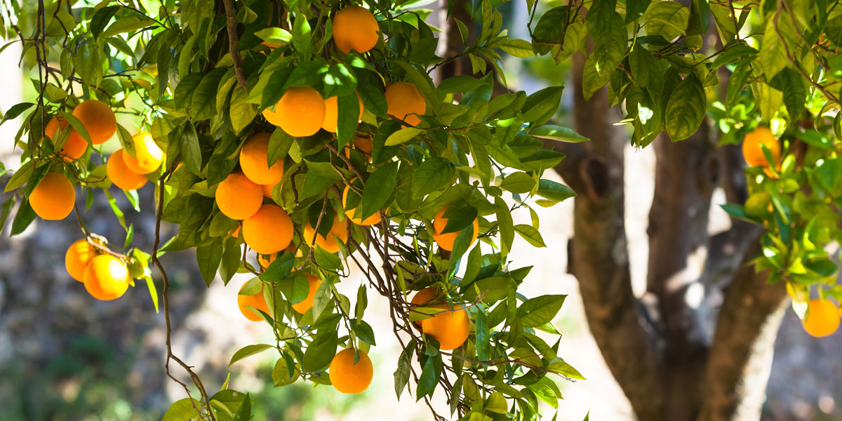 Indústria agrícola e Alimentar