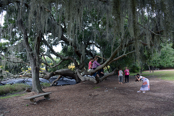 Photos on a live oak at Boone Hall Plantation, Mt. Pleasant, SC