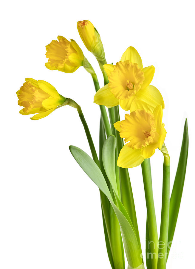 Daffodils | Free Download Clip Art | Free Clip Art | on Clipart ...