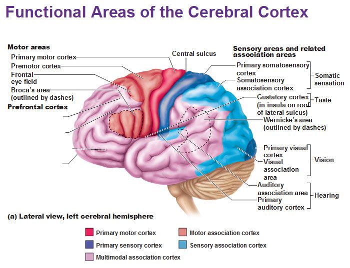 Cerebral Cortex Function ...