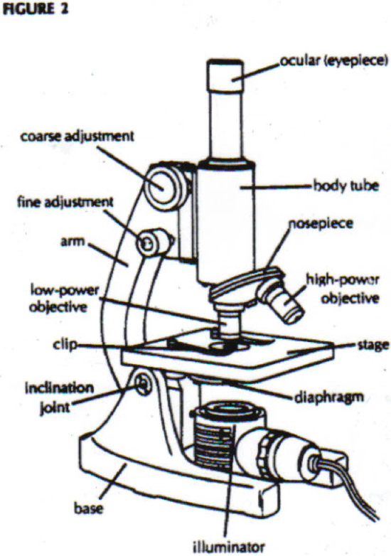 Microscope Slide Drawing - Free Clipart Images