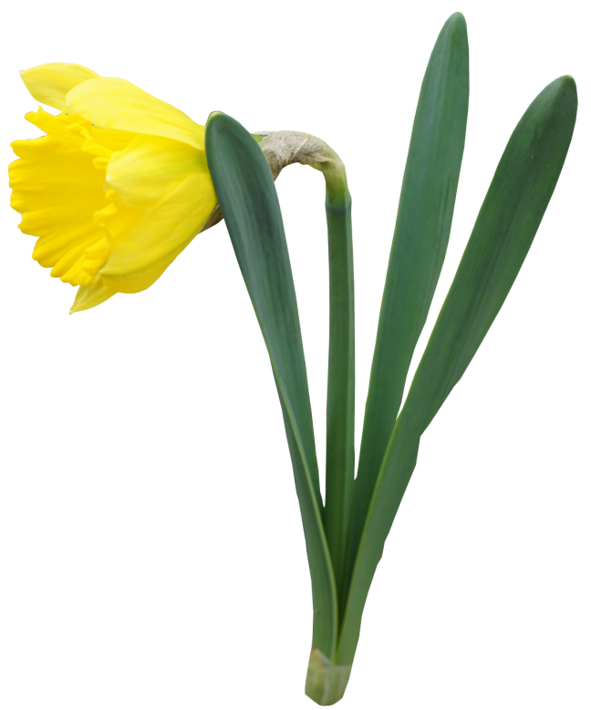 Daffodils Clipart | Free Download Clip Art | Free Clip Art | on ...