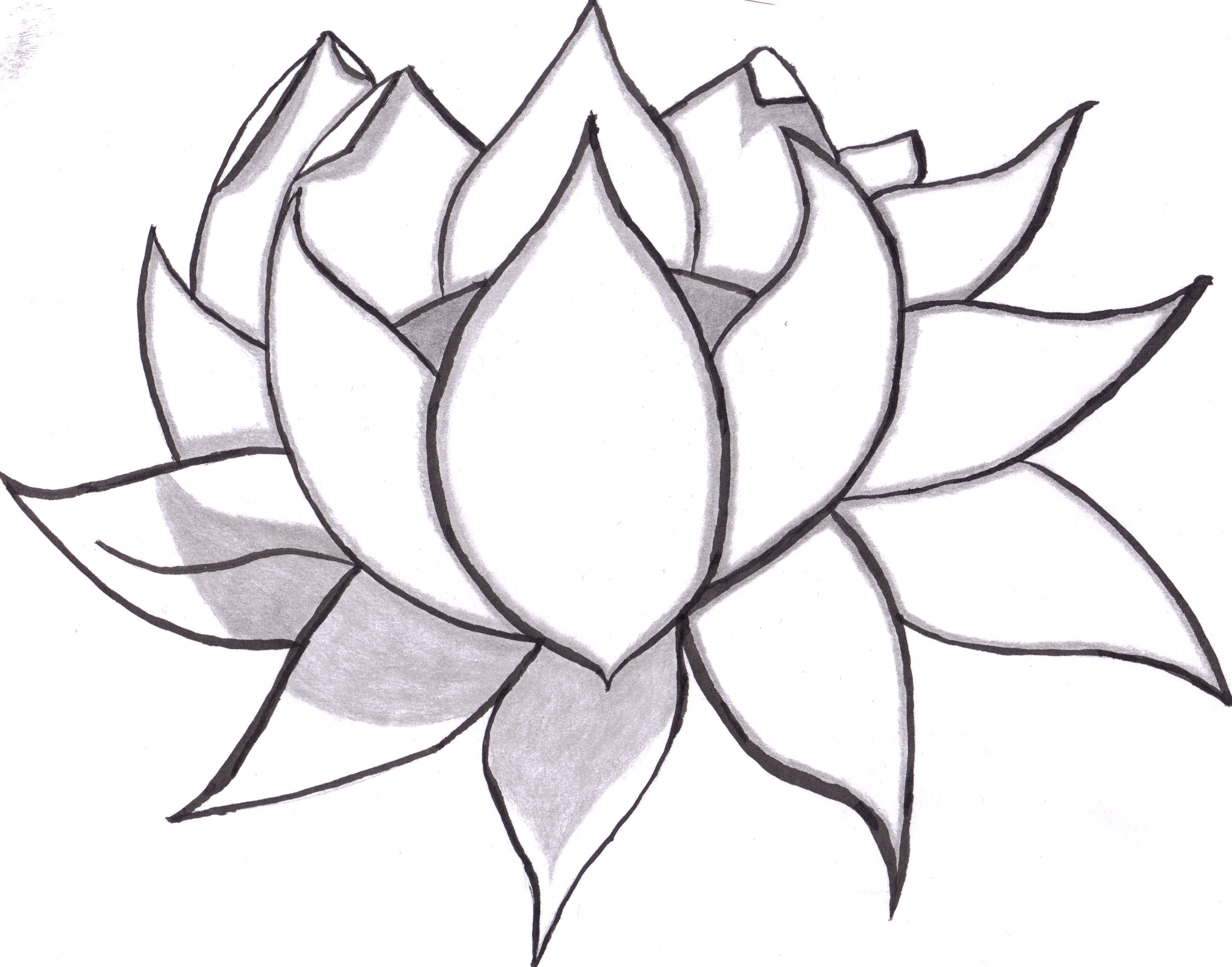 Lotus Flower Drawing