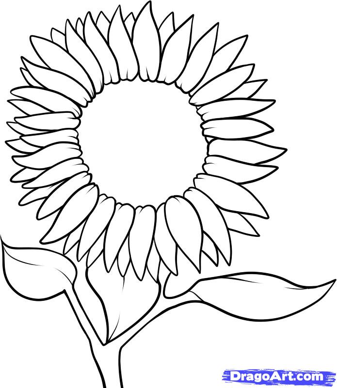 Sunflower Outline Clipart