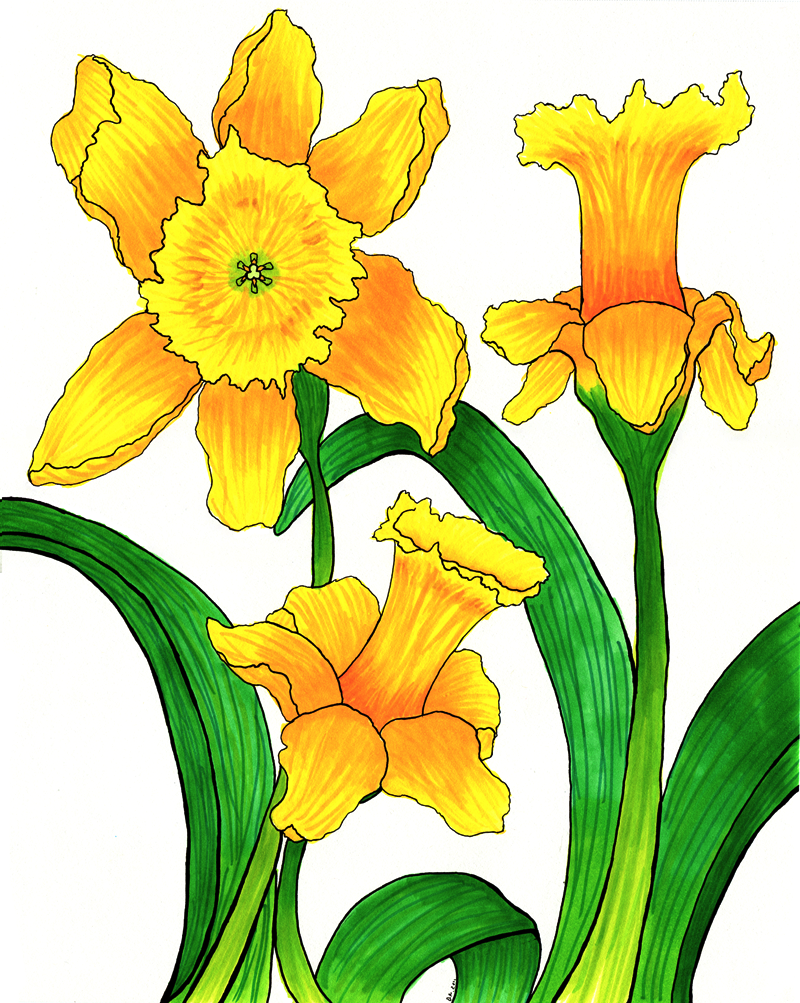 Cartoon Daffodil | Free Download Clip Art | Free Clip Art | on ...