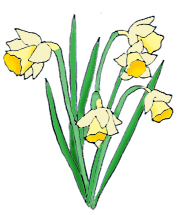 Daffodils clipart