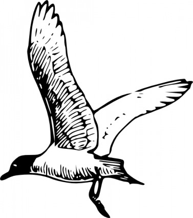 franklins_gull_clip_art_6363.jpg