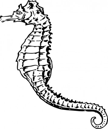 Seahorse Clipart Black And White - Free Clipart Images