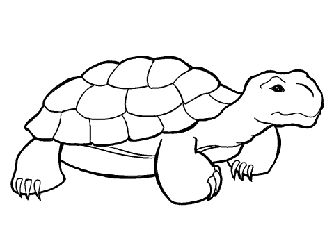 Turtle Shell Template - ClipArt Best