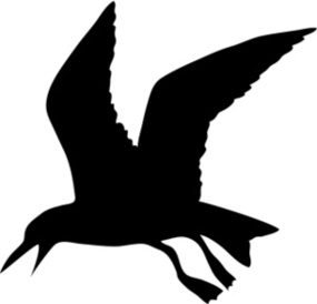 Seagull Clipart - Tumundografico