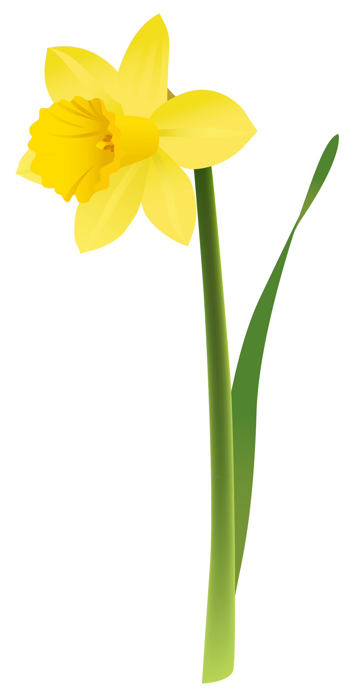 Daffodil Clipart