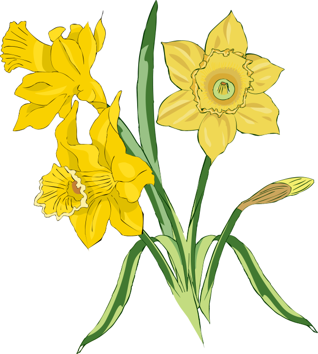 Daffodil Clip Art – Clipart Free Download