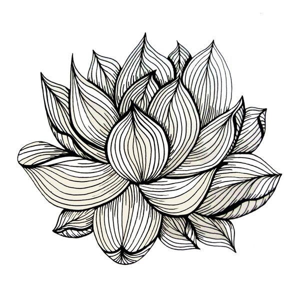 Lotus Flower Drawings | Lotus ...