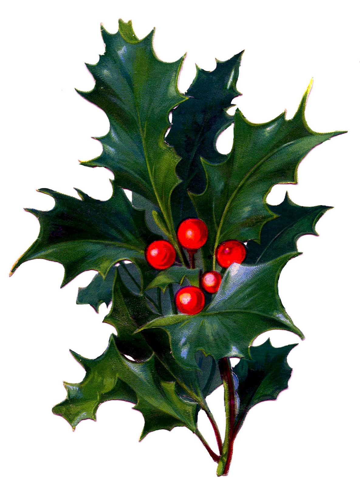 Clipart christmas holly berries