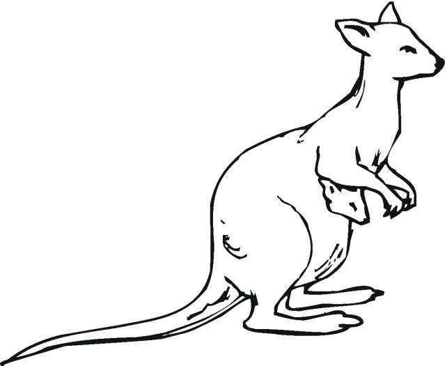 Kangaroo Outline Clipart