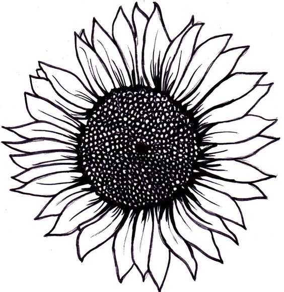 Sunflower art, Sunflower drawing and Adobe