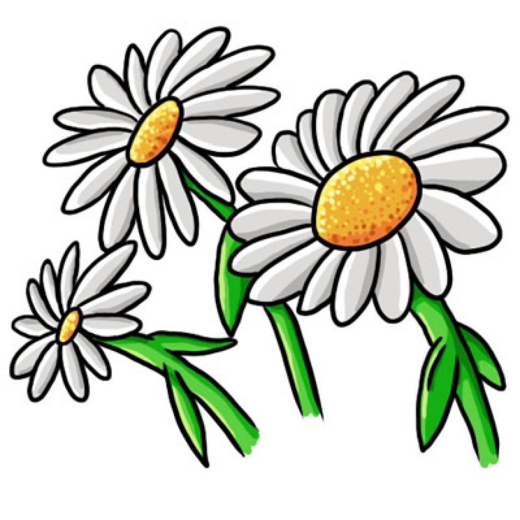 Daisy flower clipart