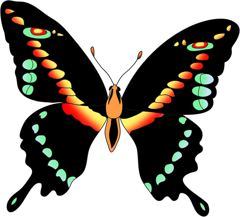 Pink and black butterfly clipart