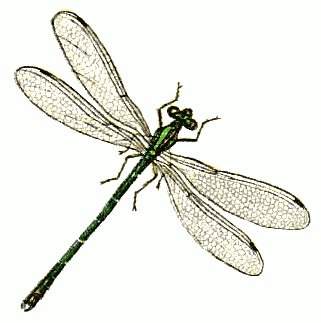 Dragonfly Graphics | Free Download Clip Art | Free Clip Art | on ...