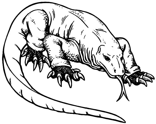 Indonesian Komodo Dragon Coloring Pages - Download & Print Online ...