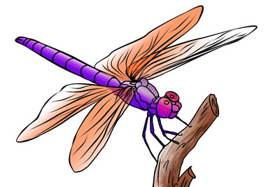 Dragonfly Clipart Free Download - Free Clipart Images