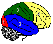 Neuroscience for Kids - BAW Lesson Plan