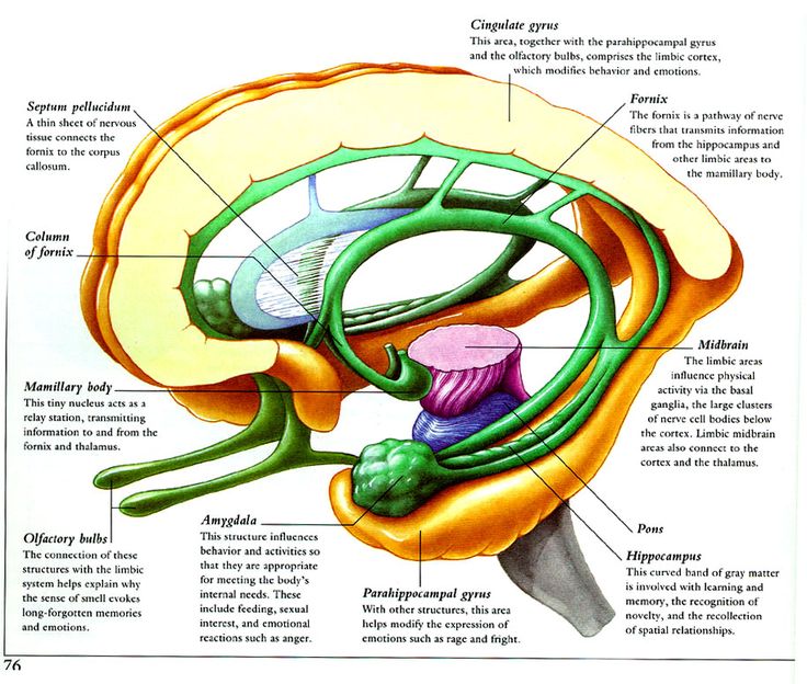 Brain Parts | Teenage Brain ...